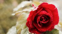 Beautiful Red Rose 4K830975643 200x110 - Beautiful Red Rose 4K - Rose, red, Buds, Beautiful